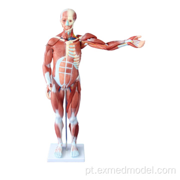 Modelo de sistema muscular humano